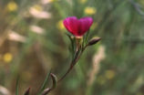 Clarkia