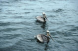 Brown pelican