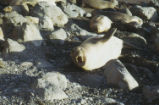 Northern elephant seal