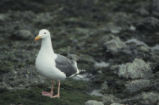 Western gull
