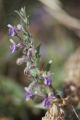 Common viper's bugloss
