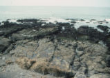 Tide pools