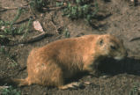 Prairie dog