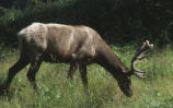 Elk