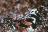 Ruddy turnstone