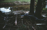 American alligator and nest