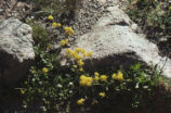 Sulphur-flower buckwheat