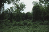 Kudzu