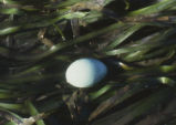 Egg on eelgrass