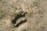 Bear tracks