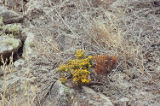 Yellow flowers