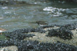 Black turnstone