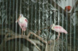Roseate spoonbill and scarlet ibis
