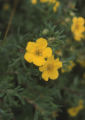 Shrubby cinquefoil