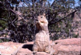 California ground squirrel