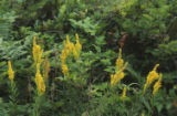 California goldenrod