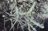 Branched pencil cholla