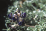 Brewer's lupine