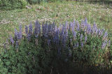 Sand lupine