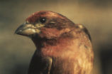 Purple finch