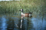 Blue-winged teal