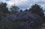 Carmel ceanothus