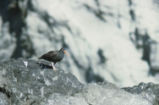 Black oystercatcher
