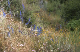 San Bernadino larkspur