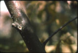 American chestnut