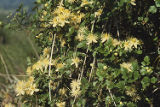 Pipestem clematis