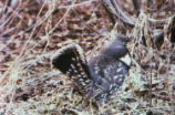 Blue grouse