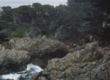 Point Lobos