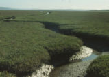 Salt water marsh