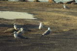 Ring-billed gull