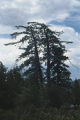 Sugar pine