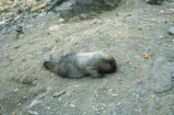 Hoary marmot