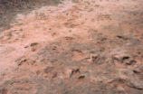 Dinosaur tracks