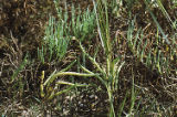 Dwarf saltwort