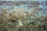 Long-billed curlew