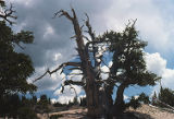 Great Basin bristlecone pine