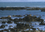 Pt. Cayucos
