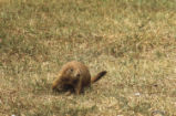 Prairie dog