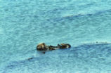 Sea otter