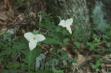 White trillium