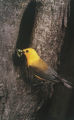 Prothonotary warbler