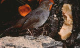 California towhee