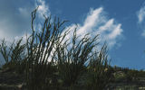 Ocotillo
