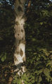 Paper birch