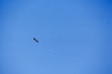 Black-shouldered kite