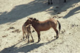 Przewalski's wild horse